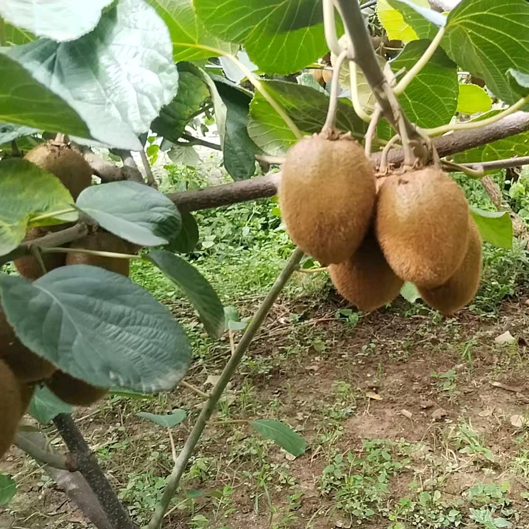 坦荡一路代收 代买猕猴桃产地直达