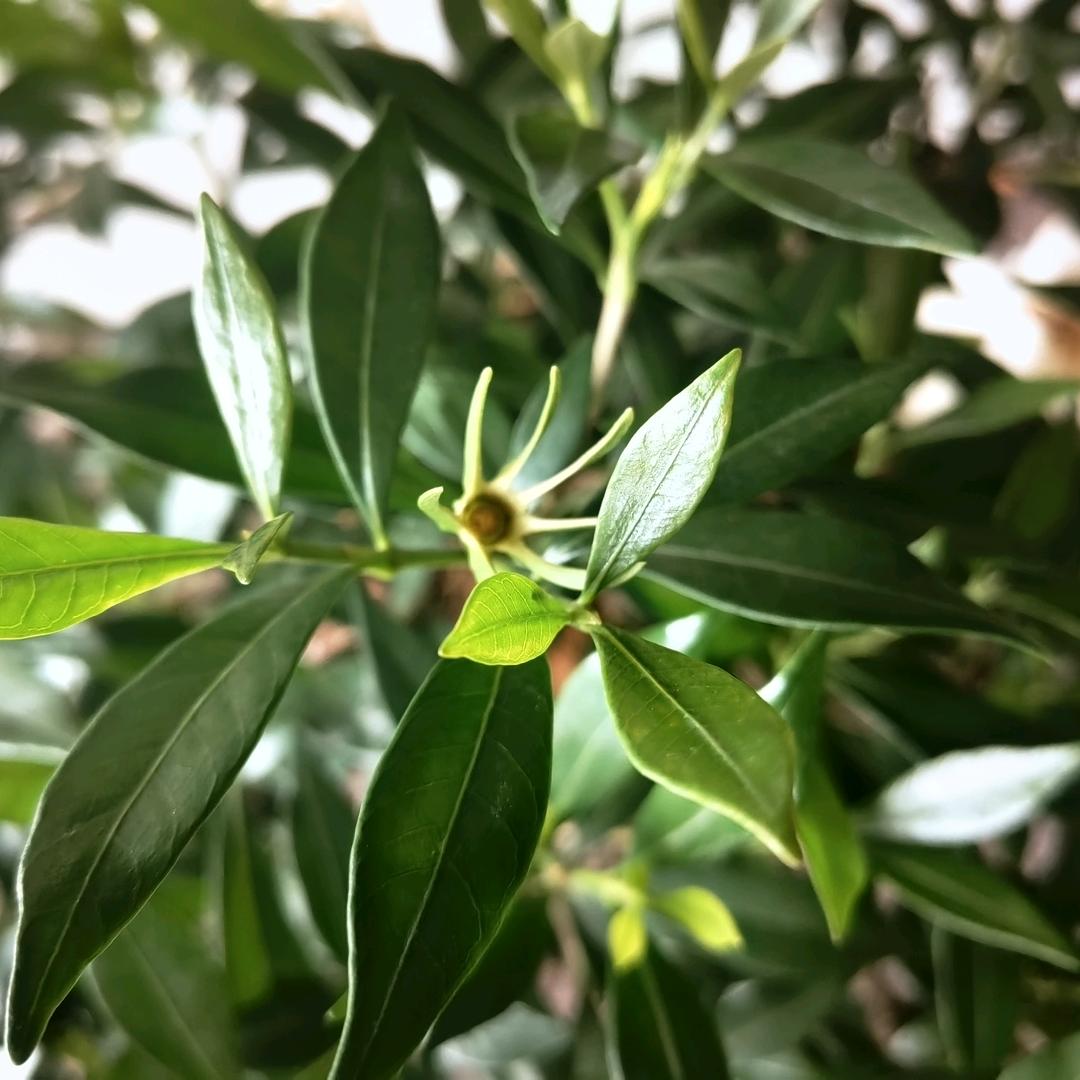 精选绿植小店