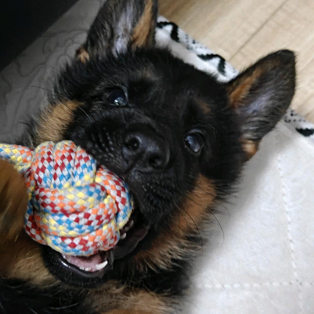 小张要努力🦌!