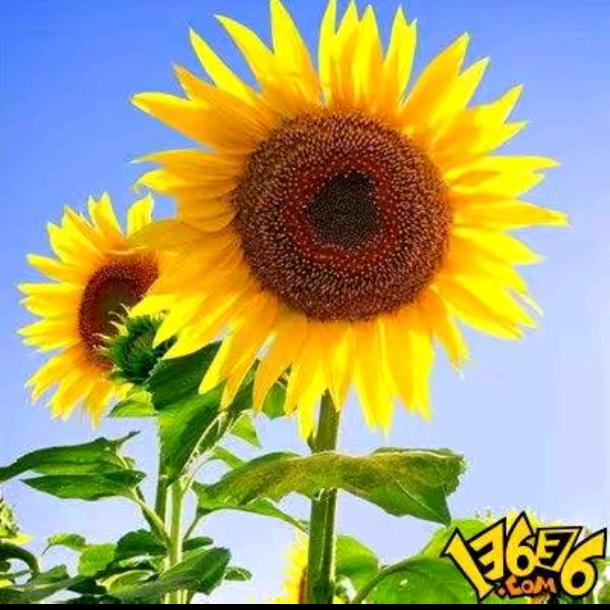 ❤️往后🌻余生❤️