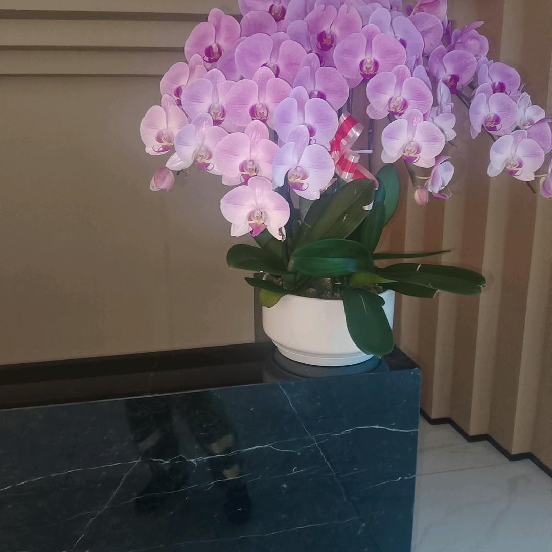 唐家人 🌻🌺