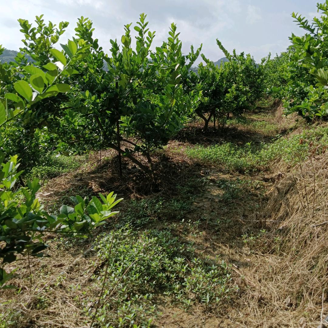水石柠檬种植