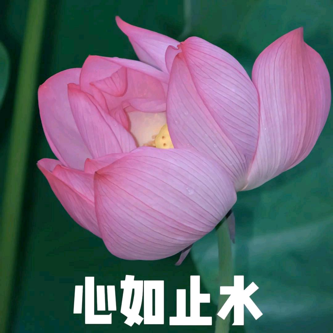 杨二姐.