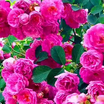 明天会更好👨‍👩‍👧‍👧