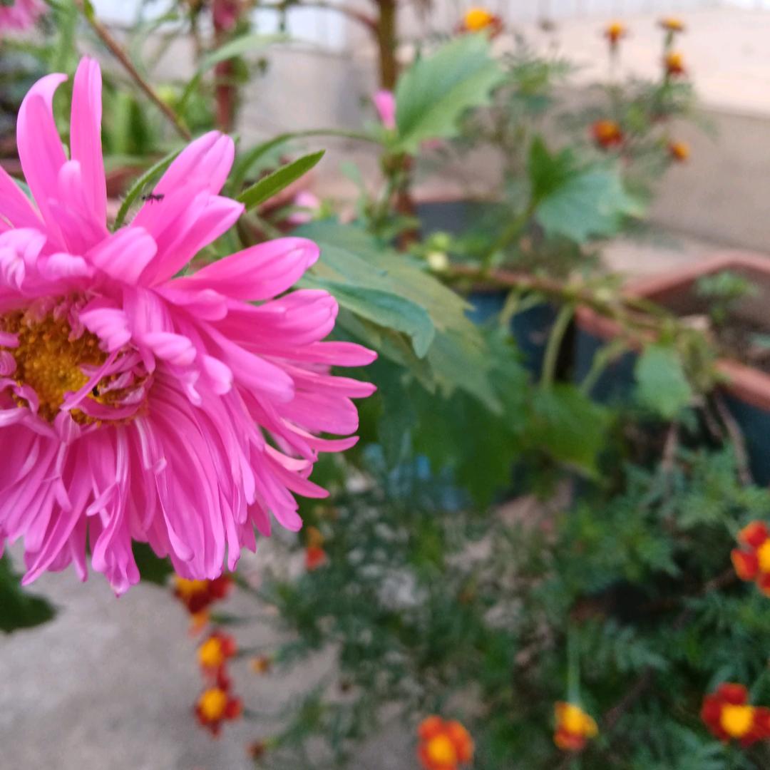 春暖花开