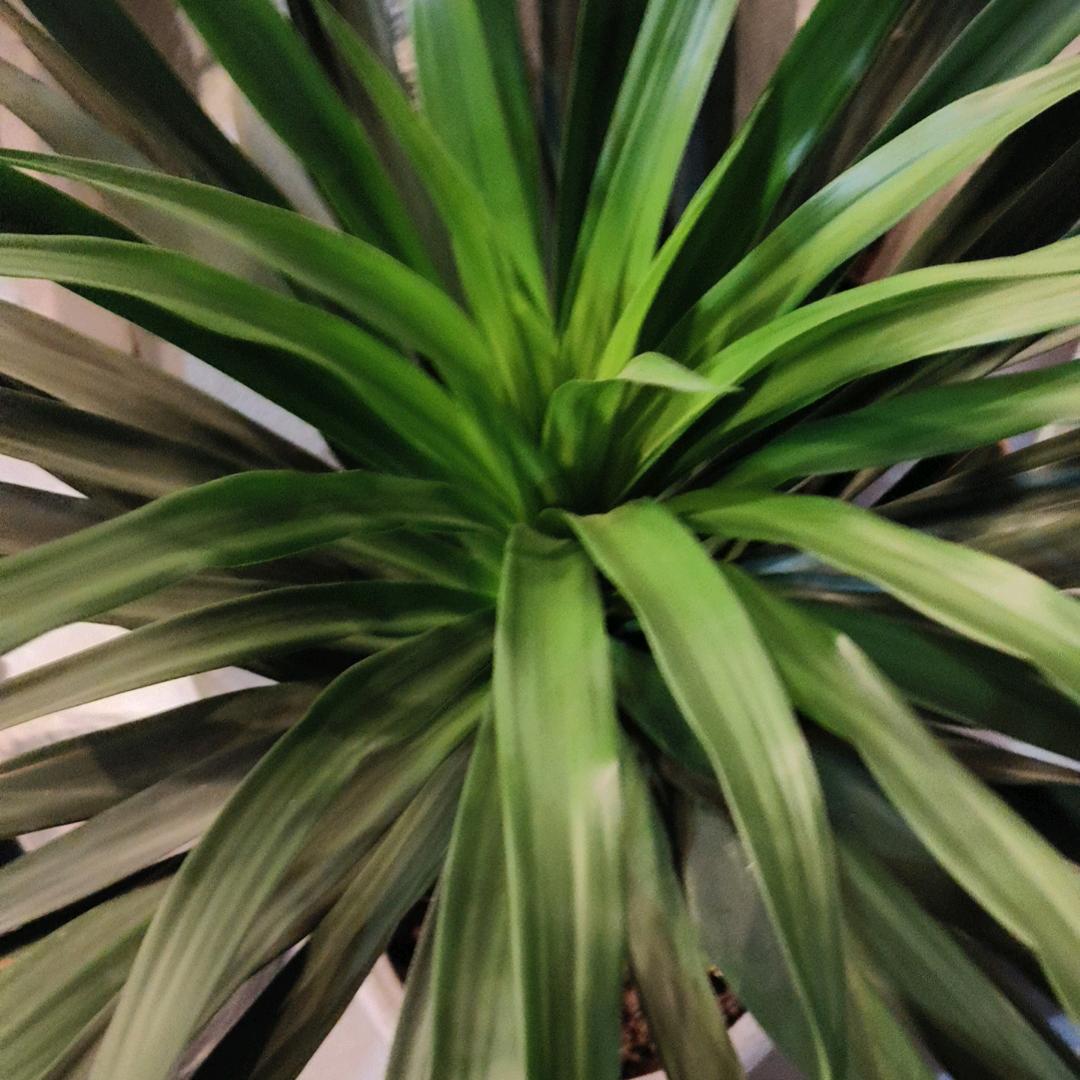 漂洋过海来看我