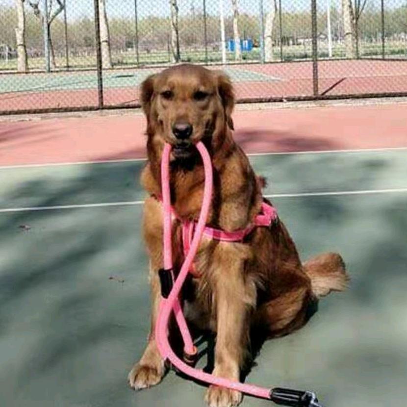 我家小猫叫能能