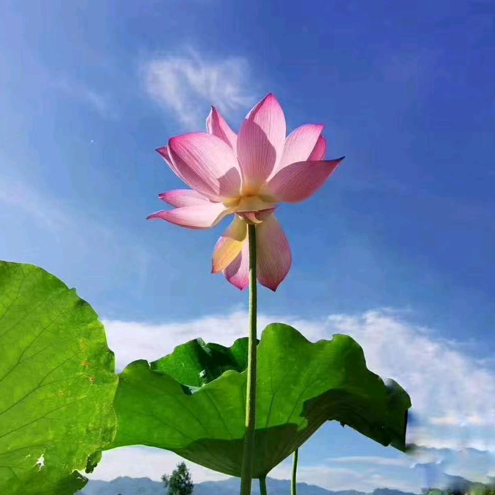 印可