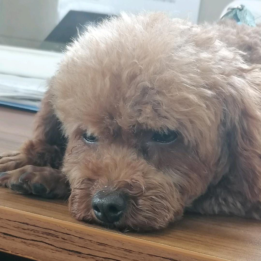 石中玉