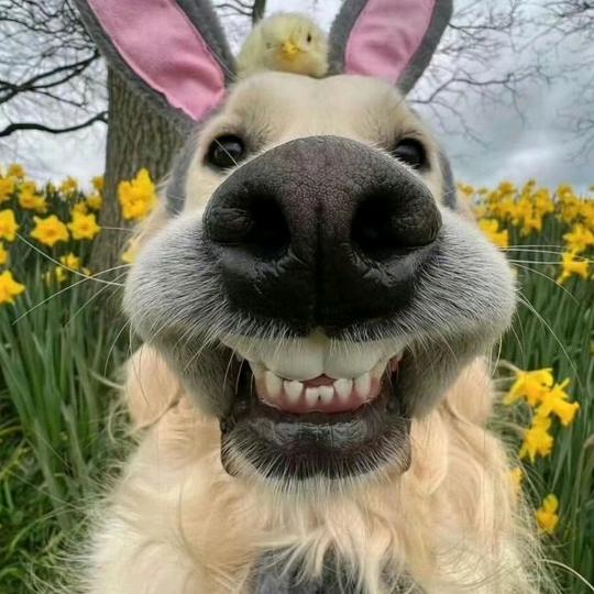 杭科院假粉在线