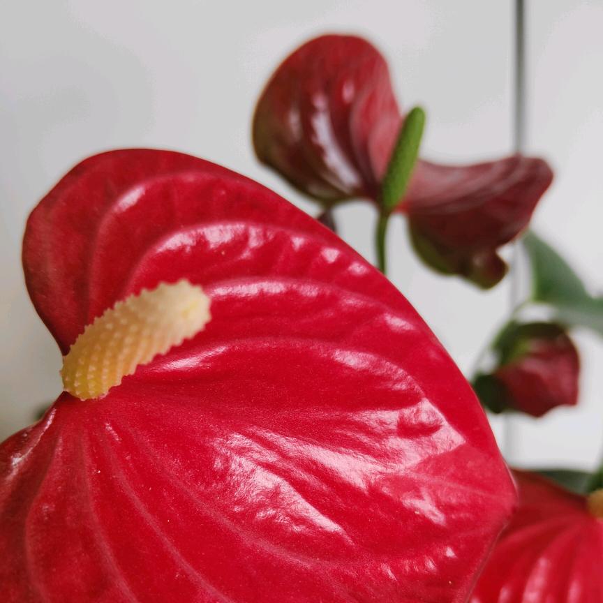 🍎🍎