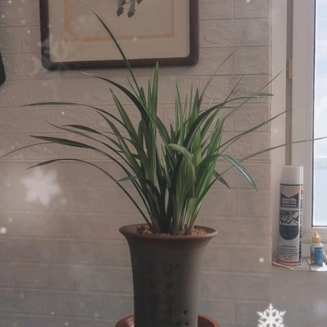 潍水兰韵盆景园