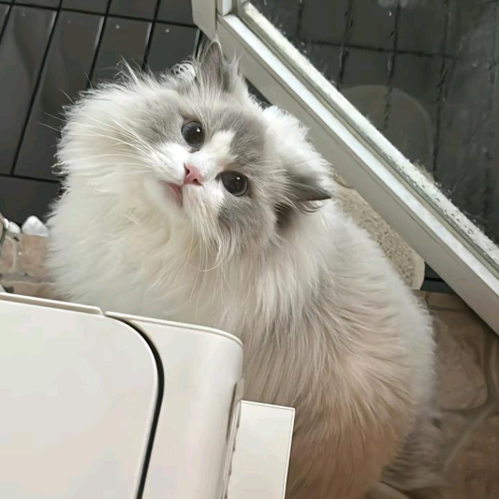 Zqq