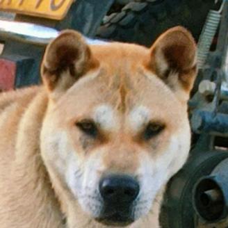 潘志凯向尚犬舍