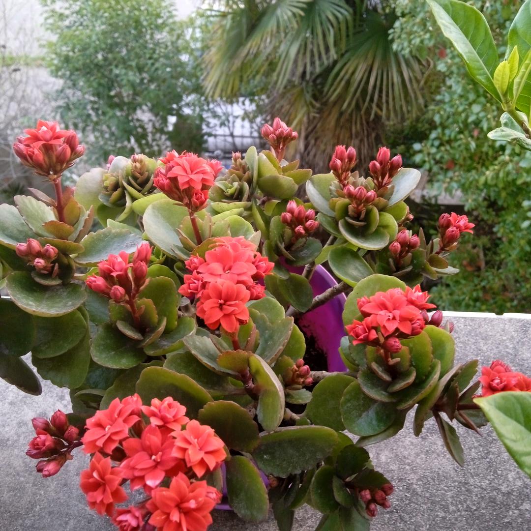 蝶恋花19356257708