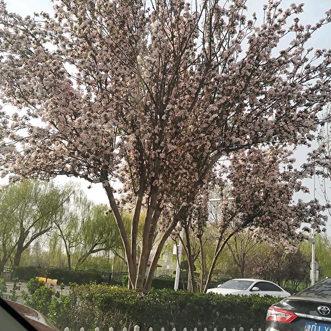 以后不会在爱你