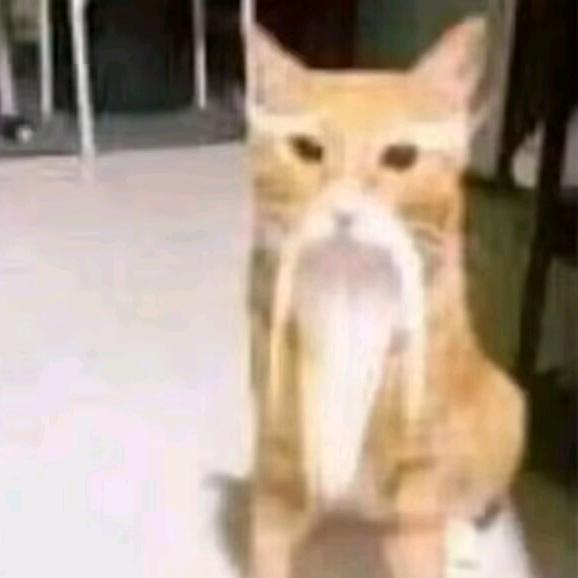 皮皮欧皮皮