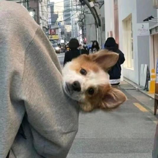 小白白