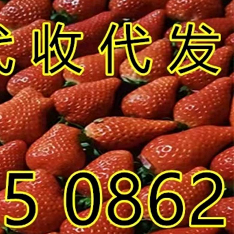 战神草莓瓜果代发代收