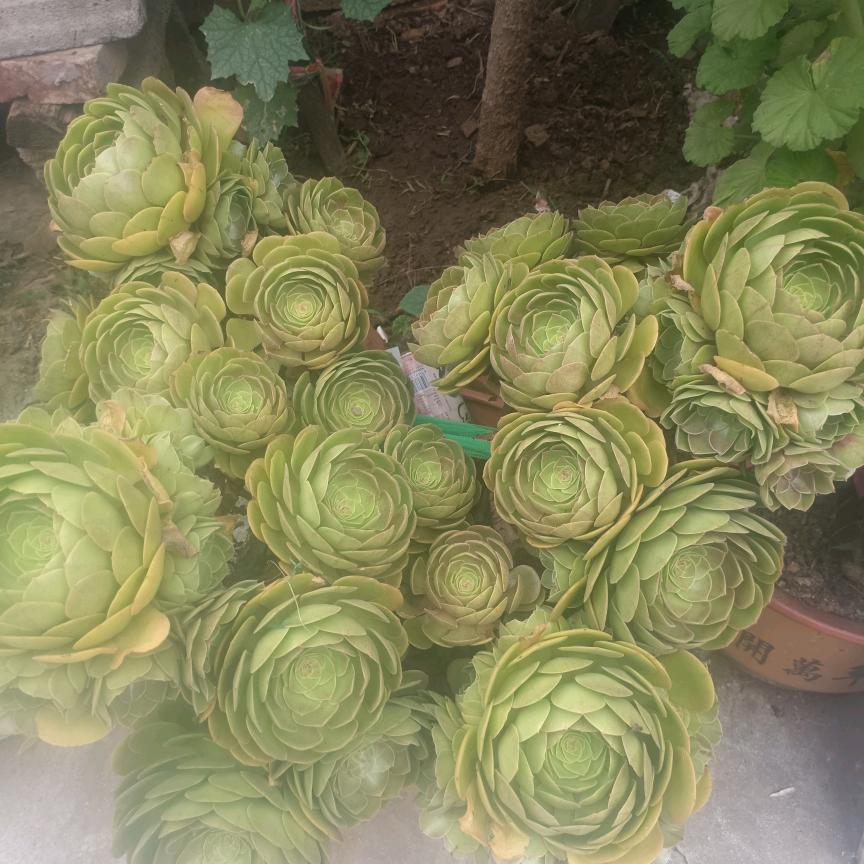 花泽类