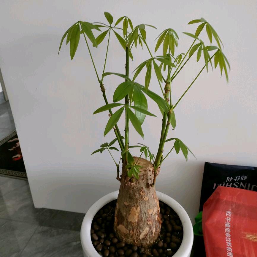 燕儿