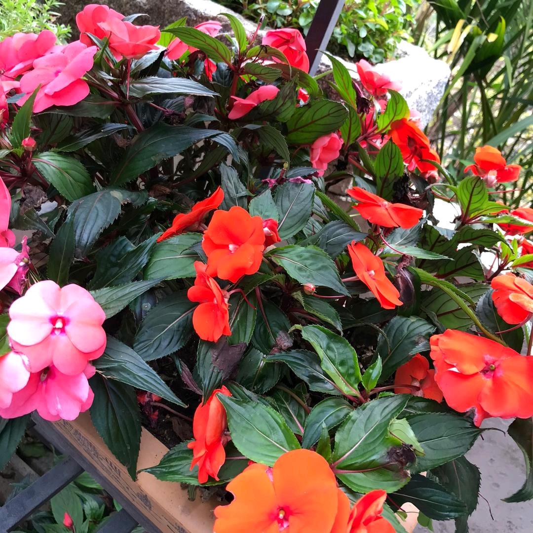 一切随缘🌹🌹🌹