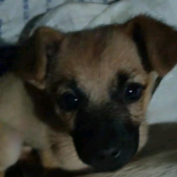 金桔奶昔八宝粥