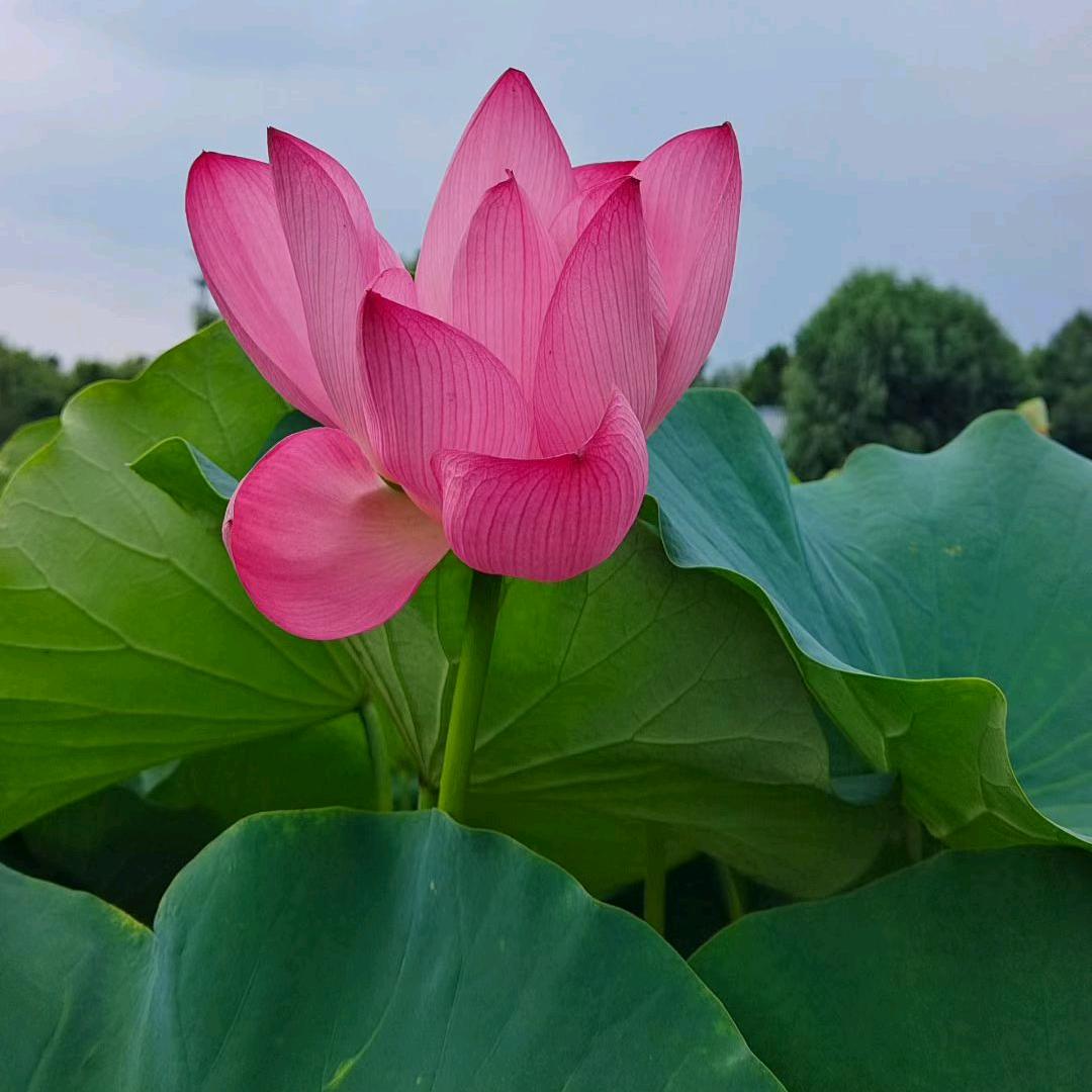 龙云