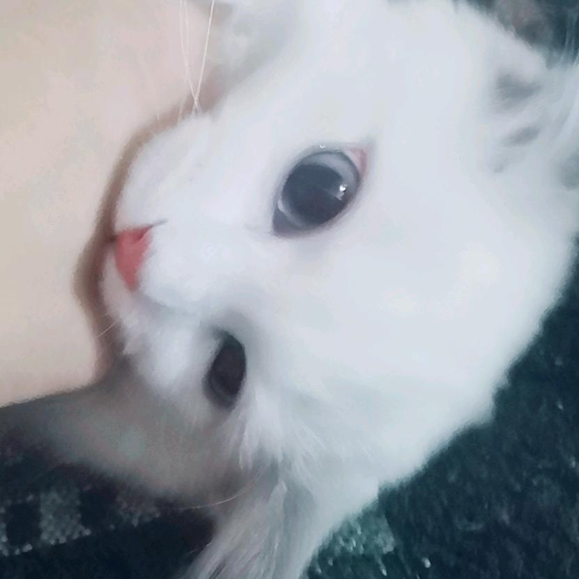 别把加菲不当喵