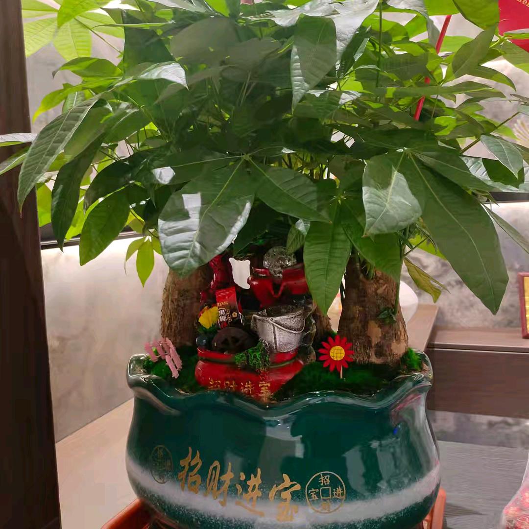 随梦而飞