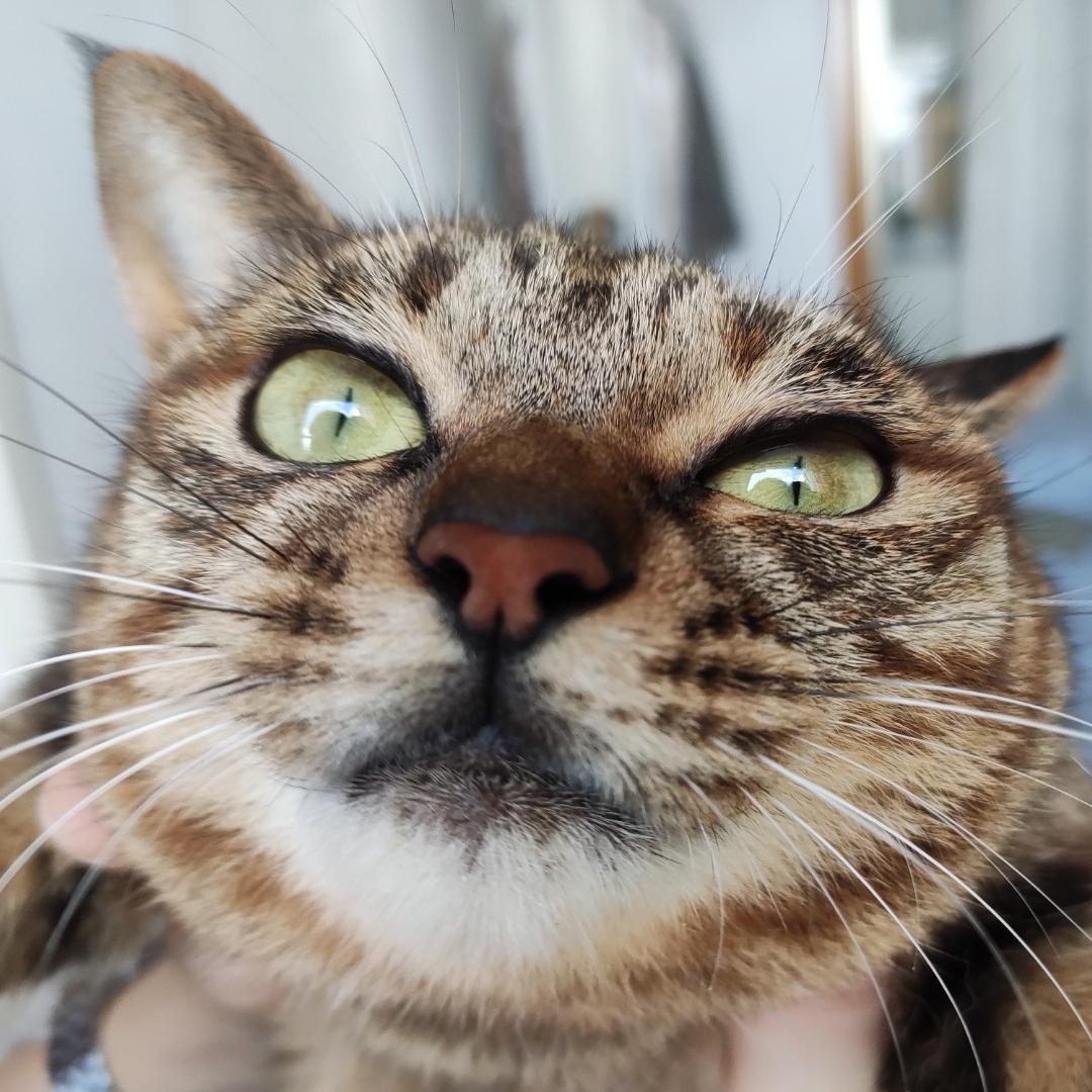 哦吼？