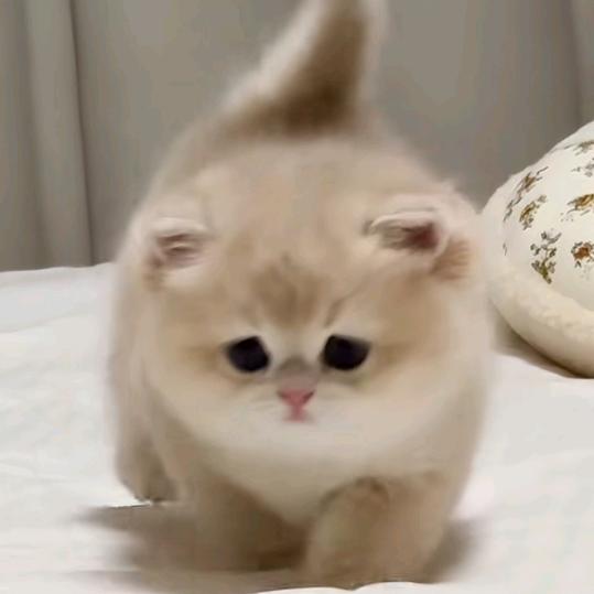 咖翡猫meme