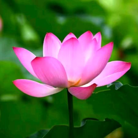 莲花盛开