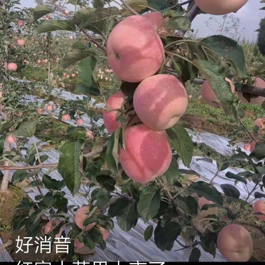 果儿