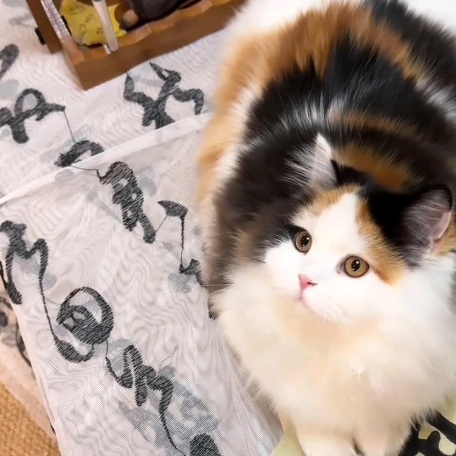 金猪