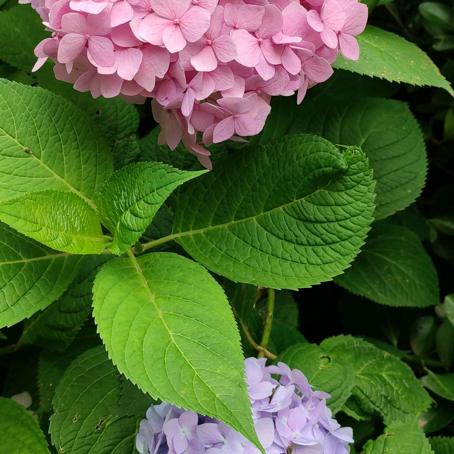 水莲花
