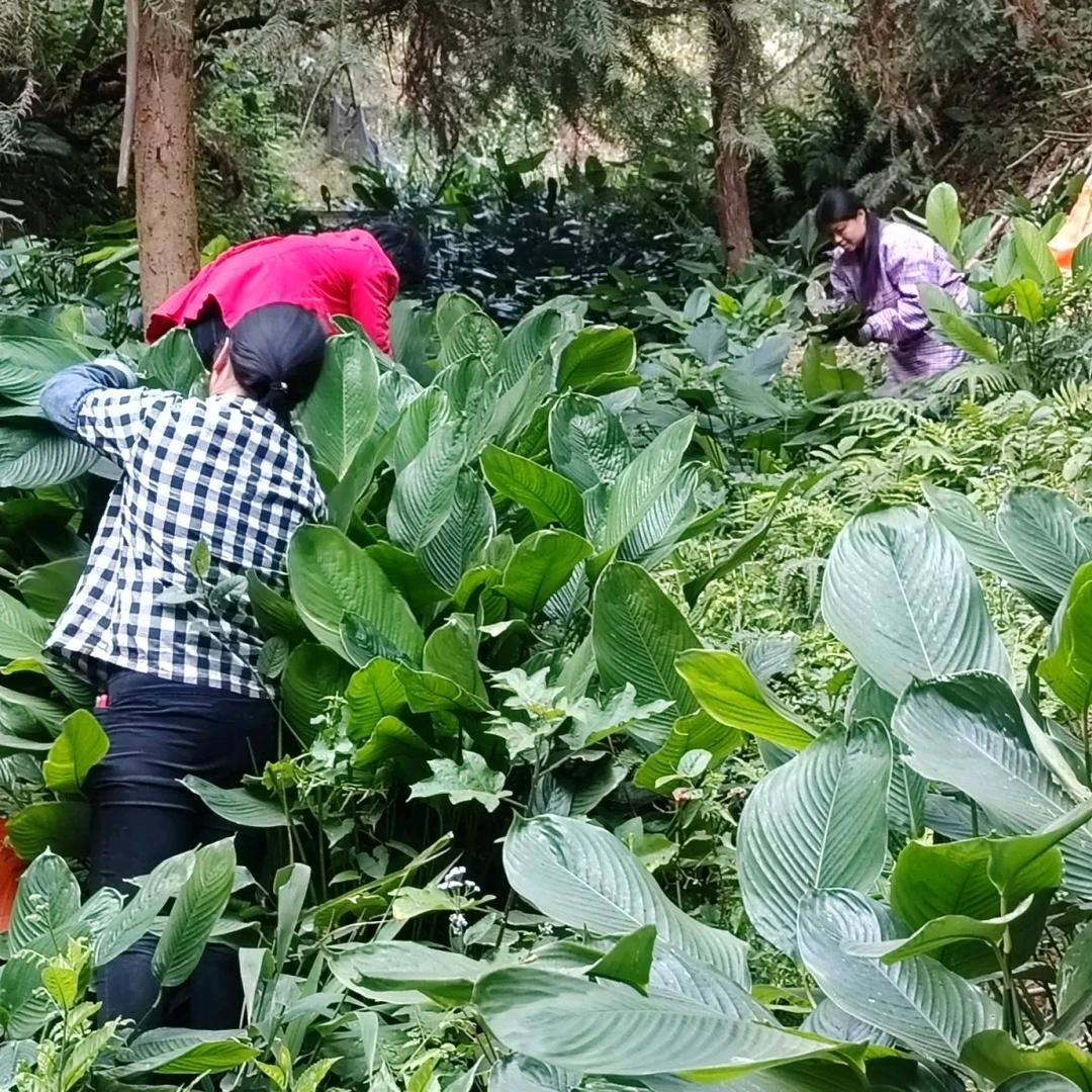 南盛四支花