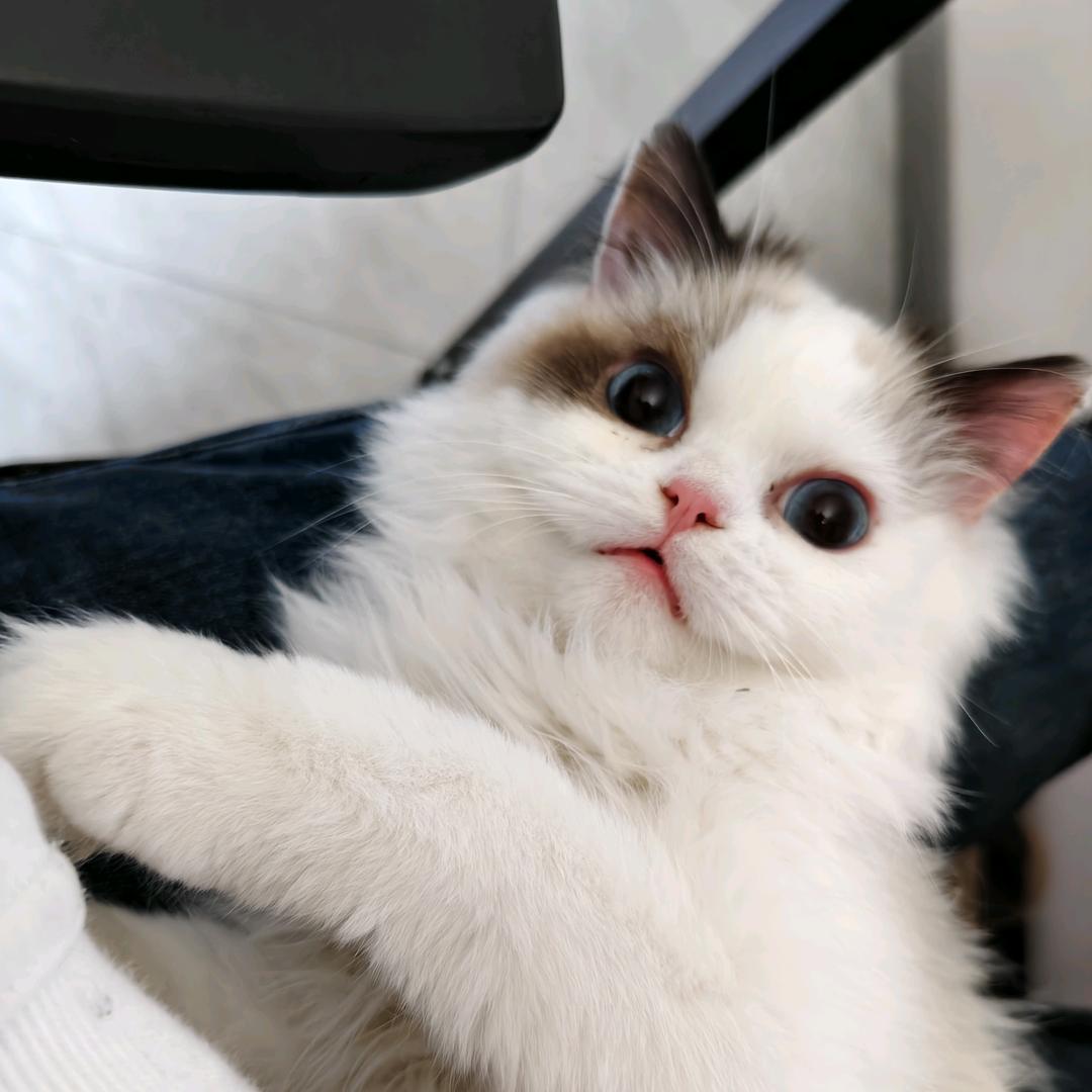 红烧排骨