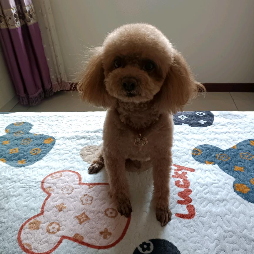 鹦鸣神鹉 萌宠2