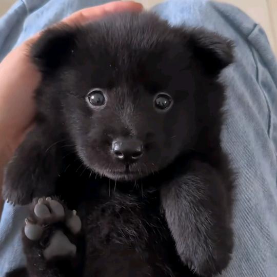 田园犬基地（买🐶私信）