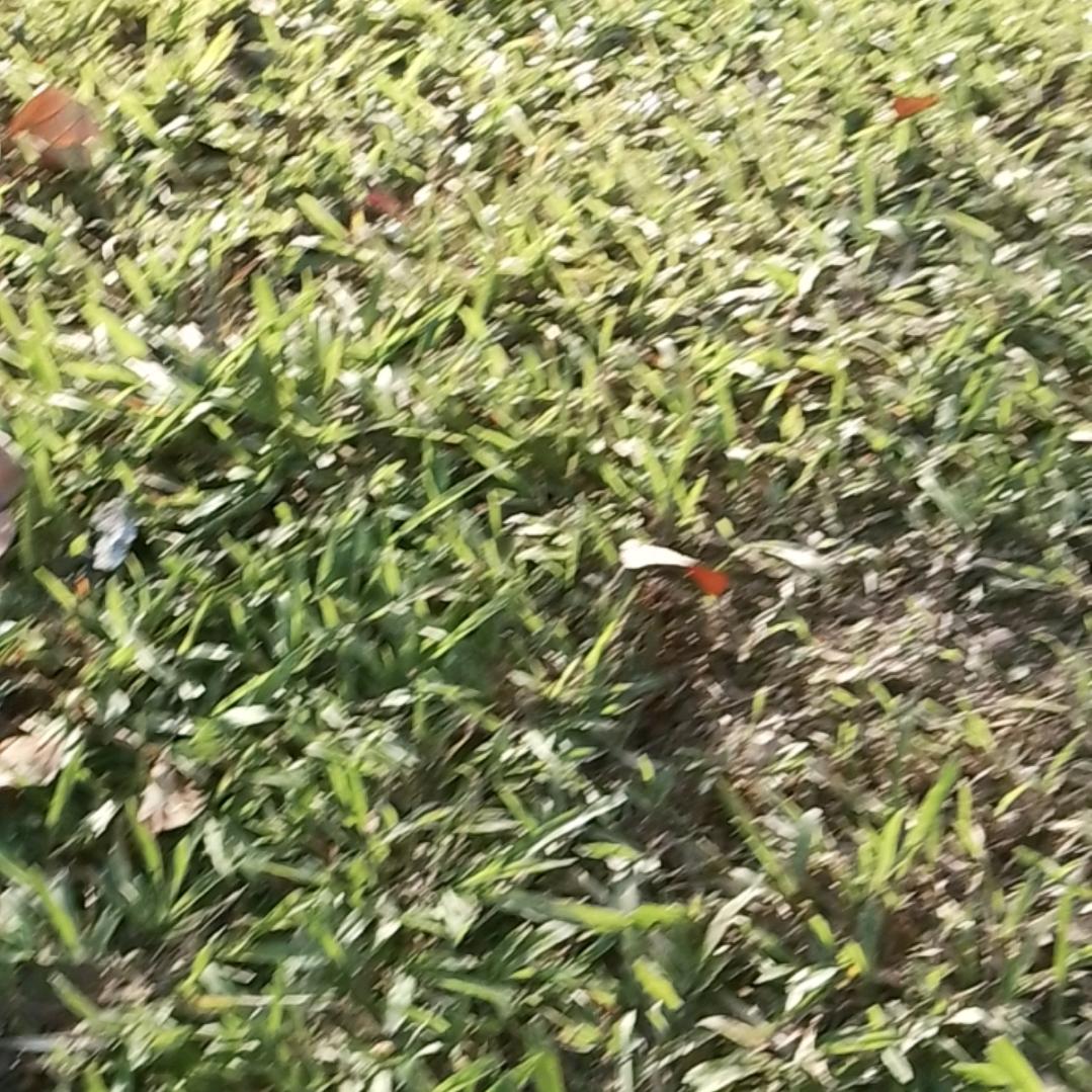 情爱