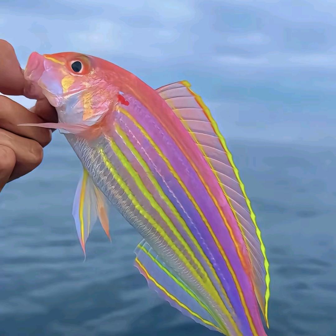 香菜不香有点臭