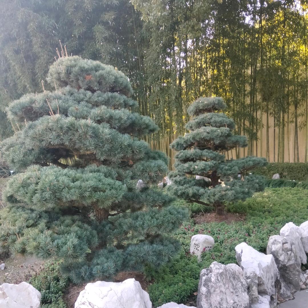 狼行天下