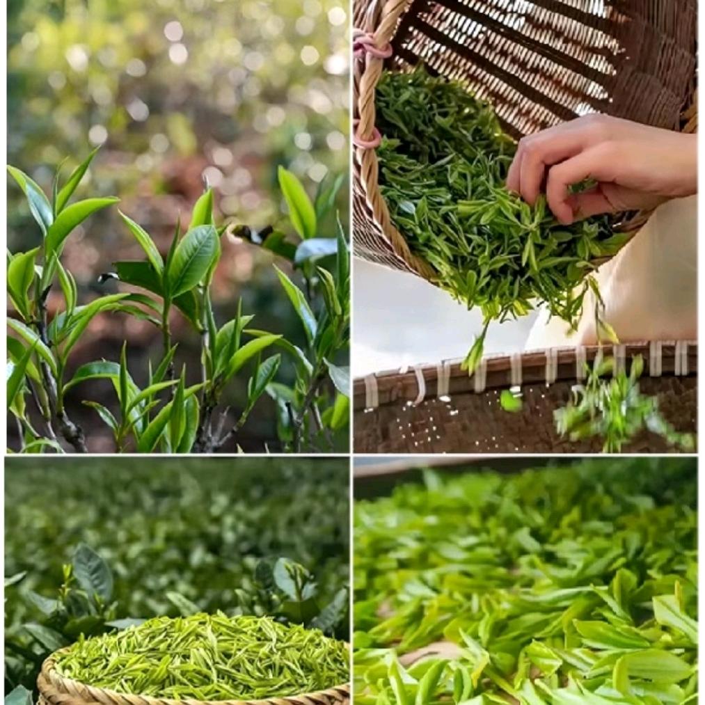 大苗山高山种植高山红茶和野生藤茶批发厂家