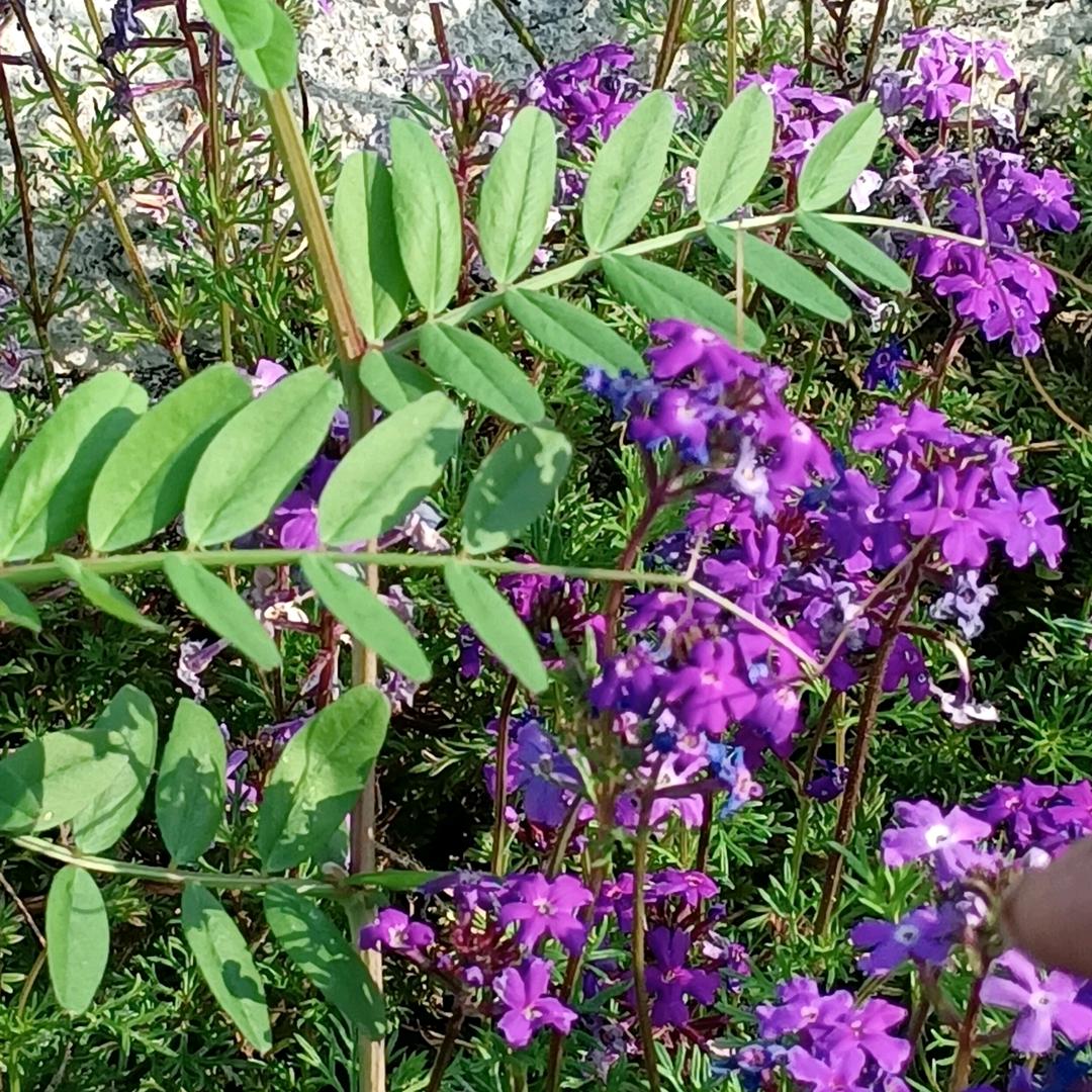 小小花