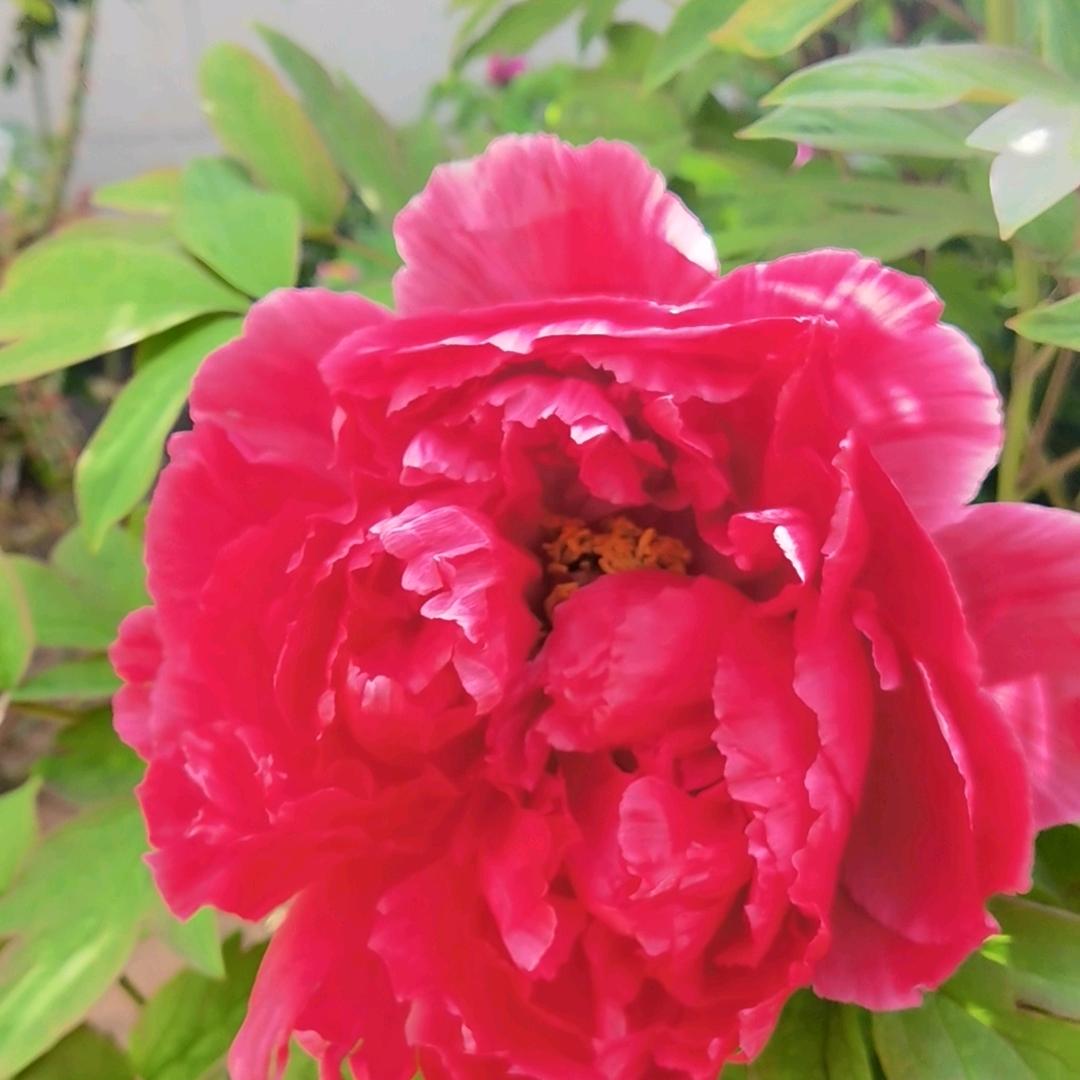 【张晓华】💕永年金店