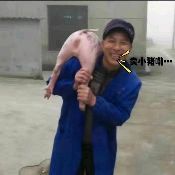 猪猪老大