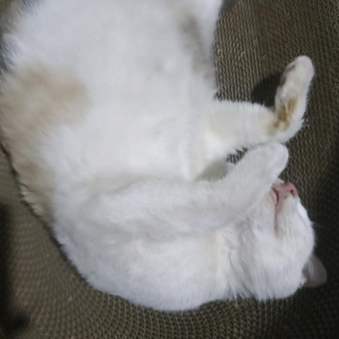 希望明天能早睡