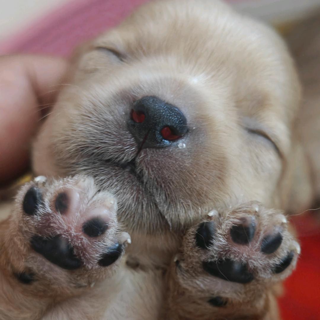 鬼市-弗拉基米尔•铁柱