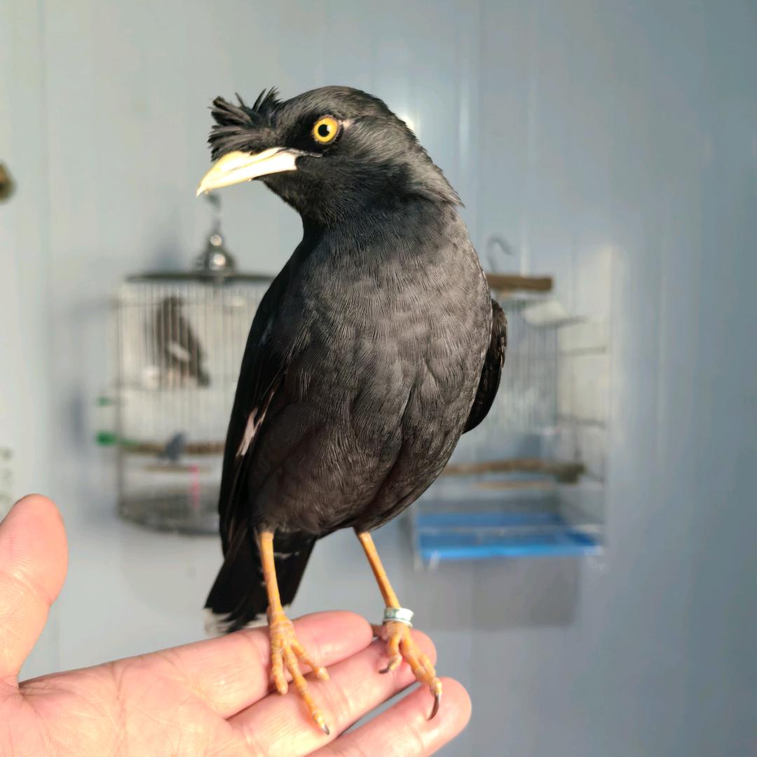 秒哥说鸟👉2号机